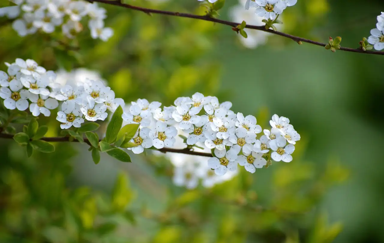 Past spiraea goed in een onderhoudsarme border?