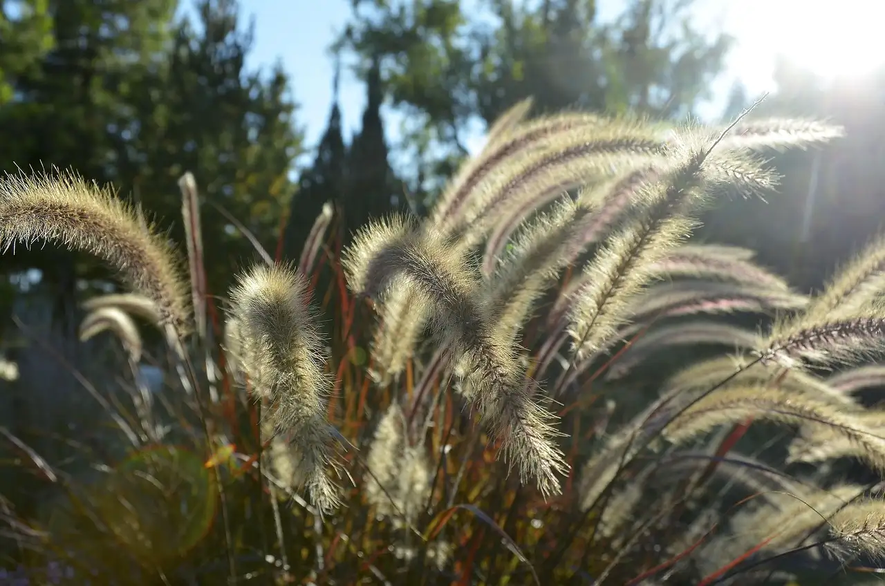 Pennisetum in een pot op het terras: is dat mogelijk?