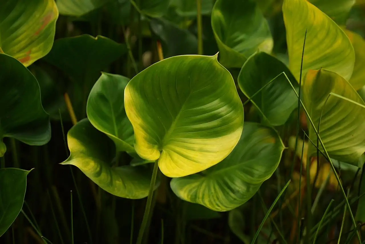 Philodendron en donkere plekken: kan het overleven?