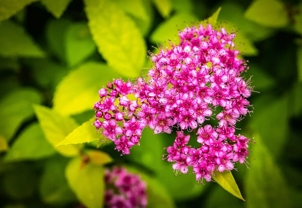 Planten die de bloei van spiraea in een gemengde haag versterken