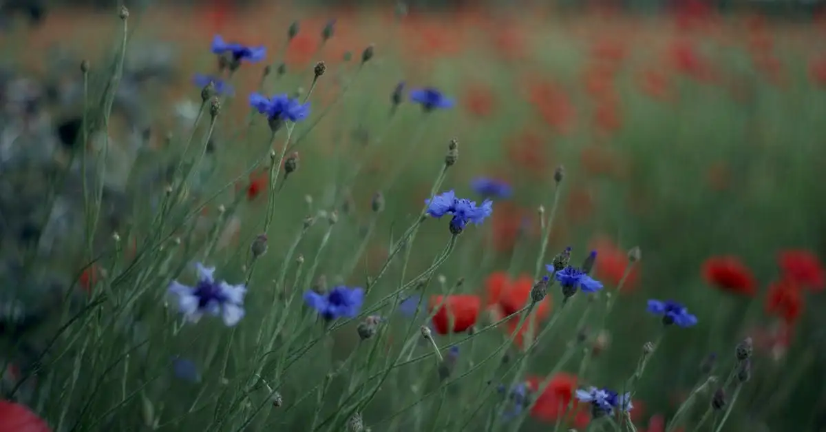 Planten die de kleur van de blauwe papaver versterken