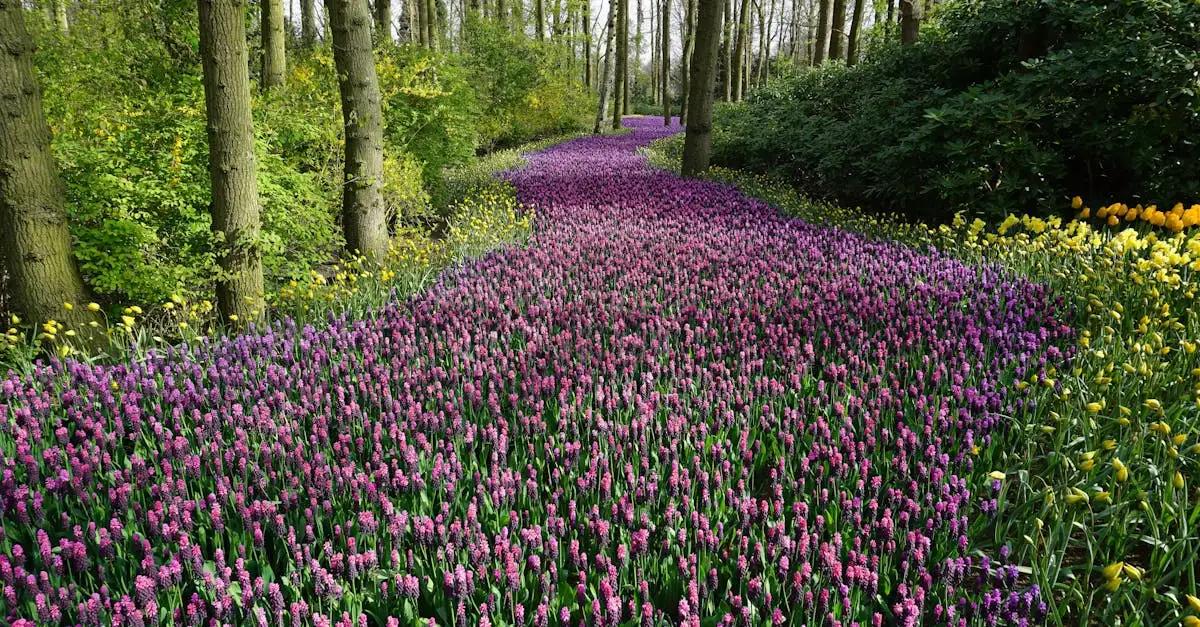 Planten die de kleur van de sierui (Allium caeruleum) versterken