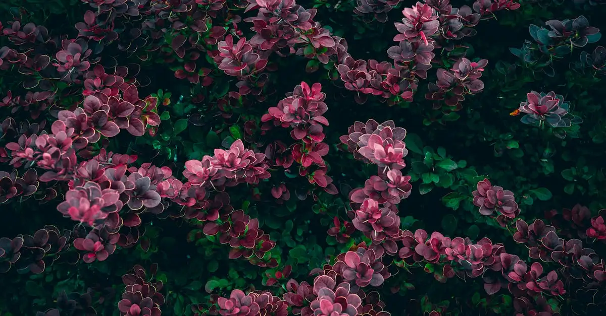 Planten die goed combineren met Berberis in een gemengde border
