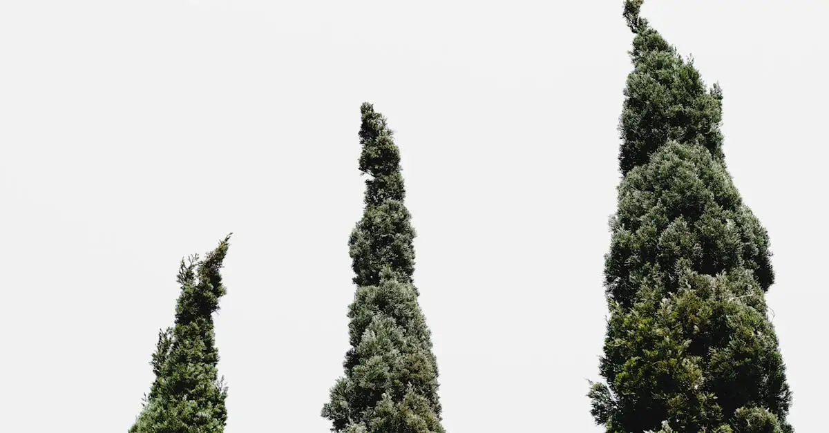 Planten die goed combineren met Cupressus in de border