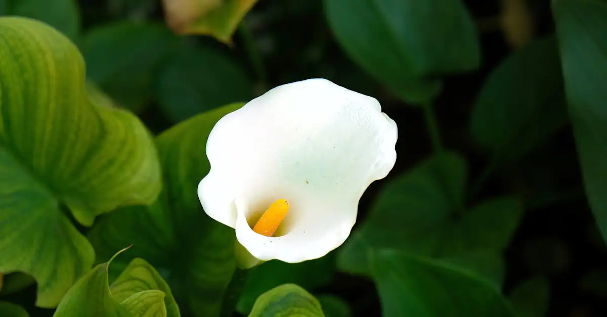 Planten die goed combineren met Zantedeschia in de border