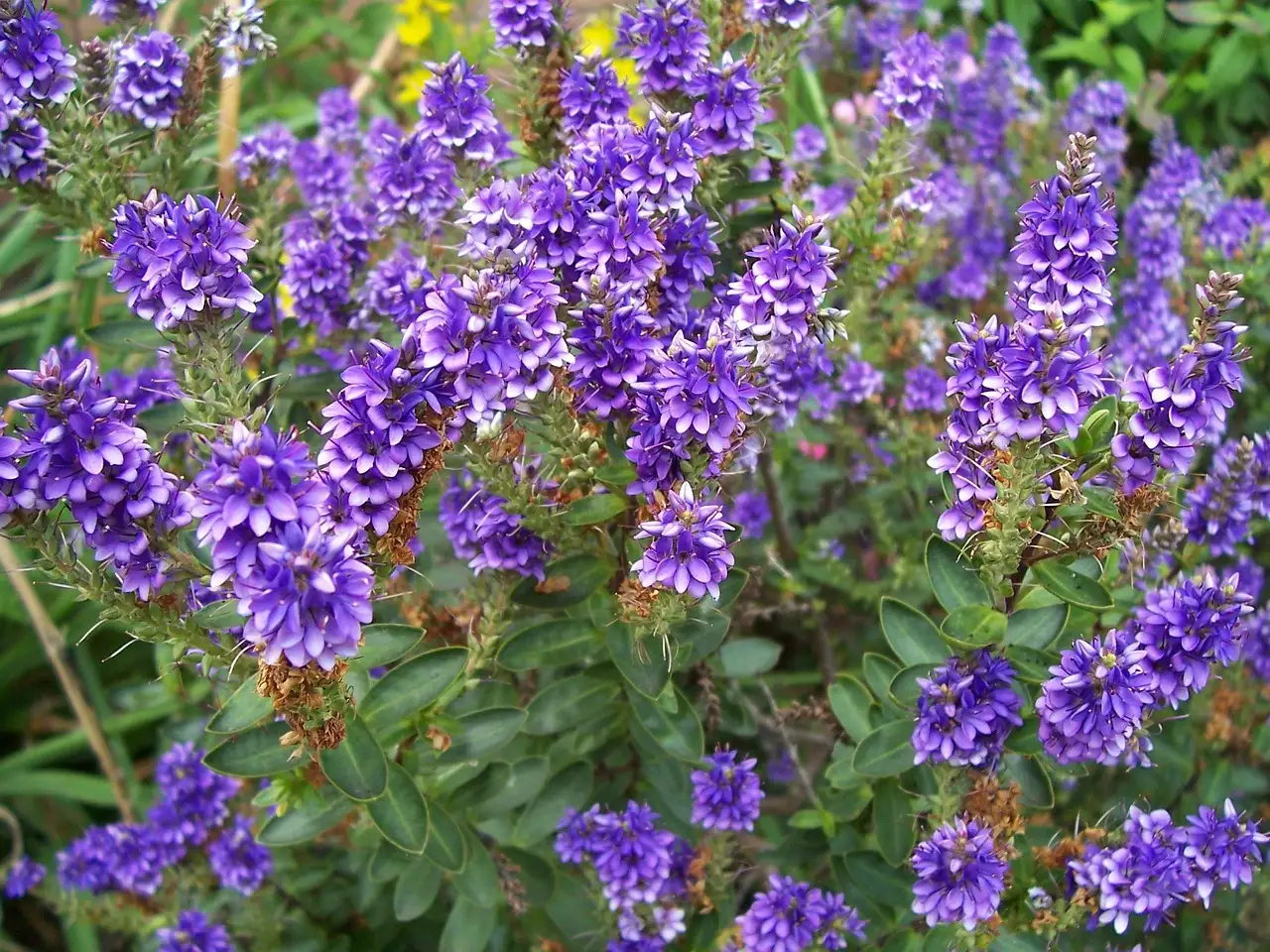 Planten die passen bij struikveronica Hebe ‘Caledonia’