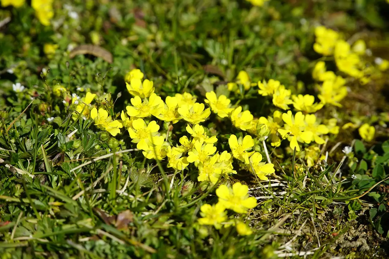 Potentilla: geschikt voor droge, zanderige bodems?