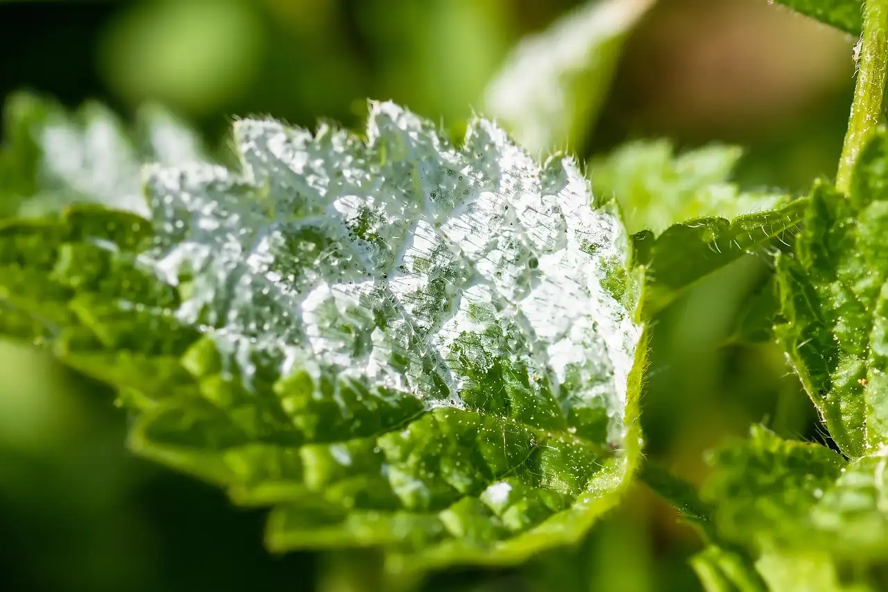Problemen met meeldauw bij de avondkoekoeksbloem oplossen