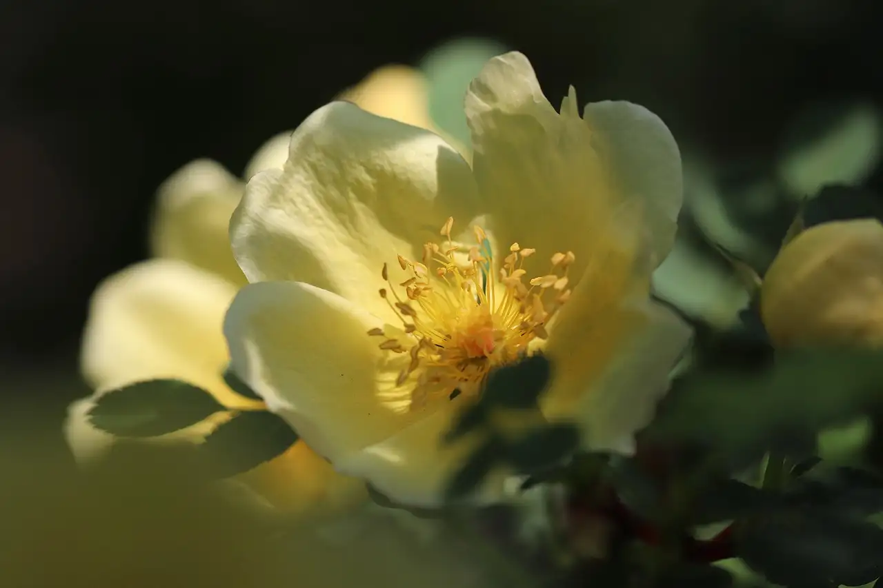 Rosa-soorten met een geschiedenis in middeleeuwse tuinen