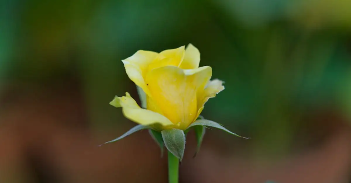 Salvia combineren met rozen in jouw romantische tuin?