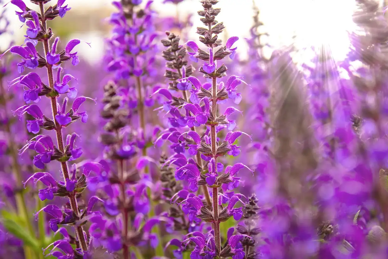 Salvia sclarea in pot: tips voor optimale verzorging