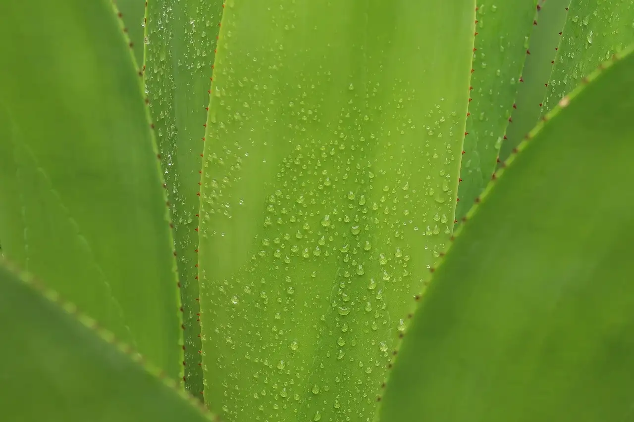 Schimmeluitbraak op aloë (Aloe arborescens) effectief bestrijden