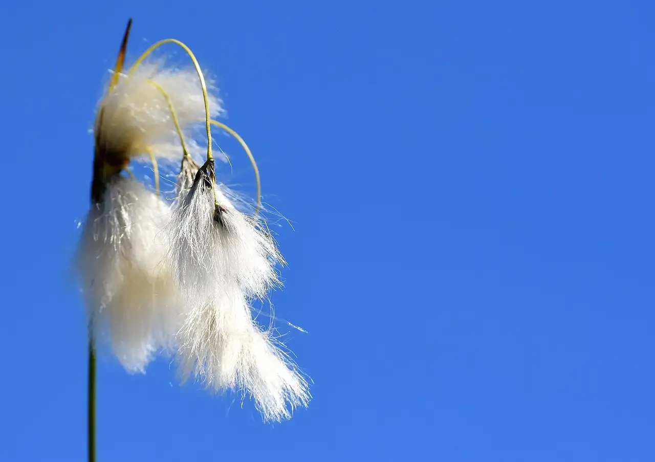 Sierlijk wintersilhouet van Deschampsia: een blik op smele
