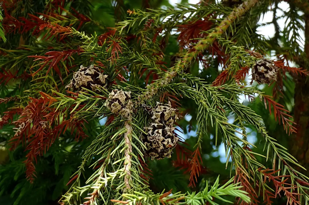 Sierwaarde van Cryptomeria (Japanse ceder) in de winter