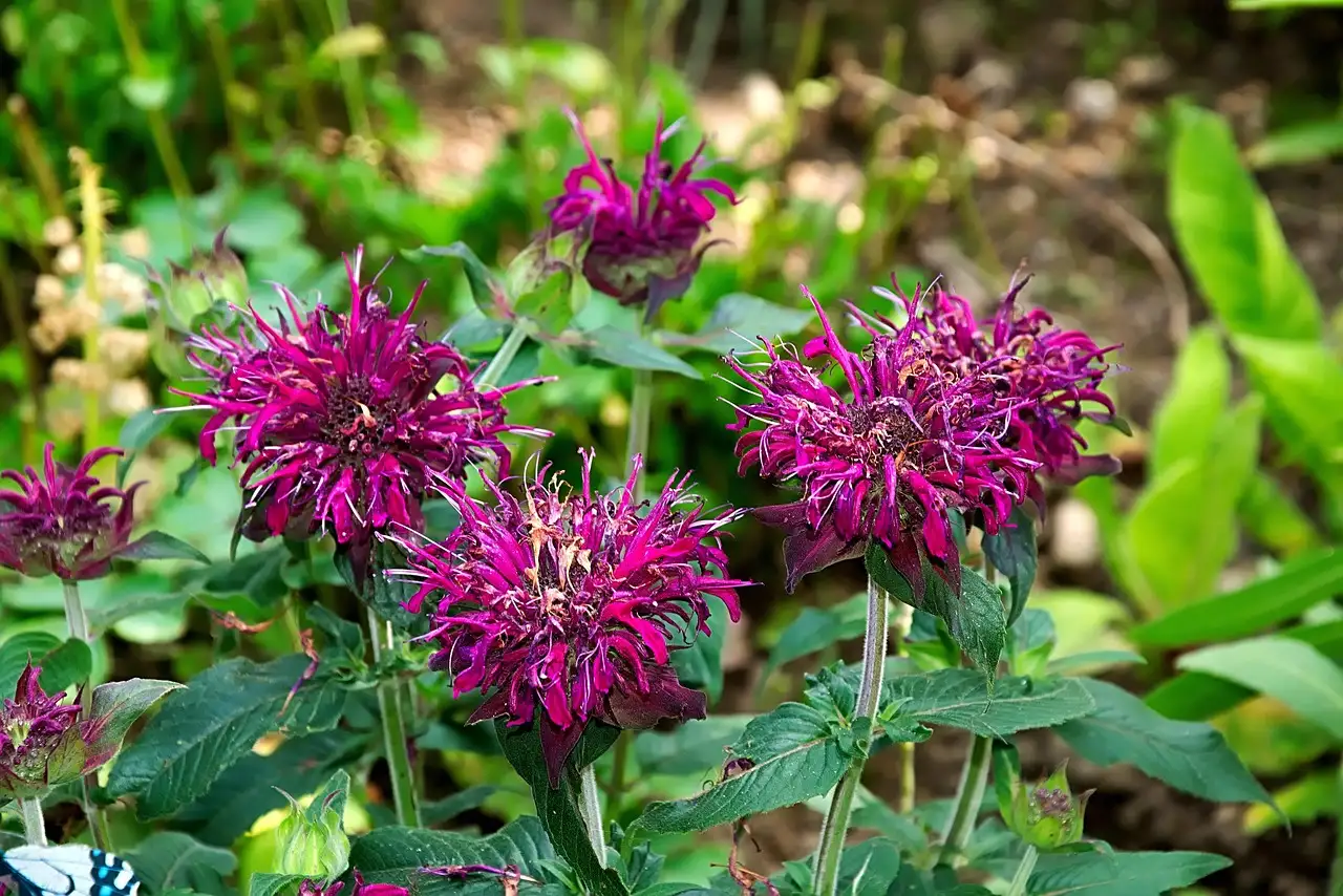 Sierwaarde van Monarda na bloei: een overzicht
