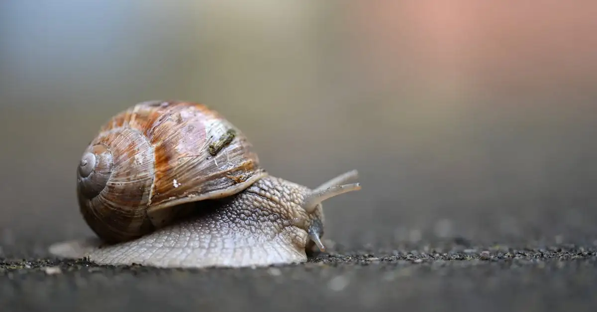 Slakken en jonge scheuten van de sierui: een gevaarlijk duo?
