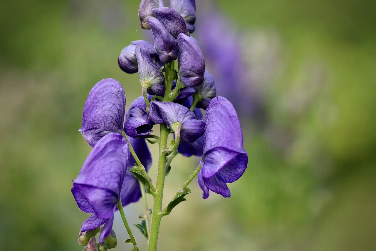 Soorten Monnikskap Aconitum voor de Siertuin Kiezen (2026)