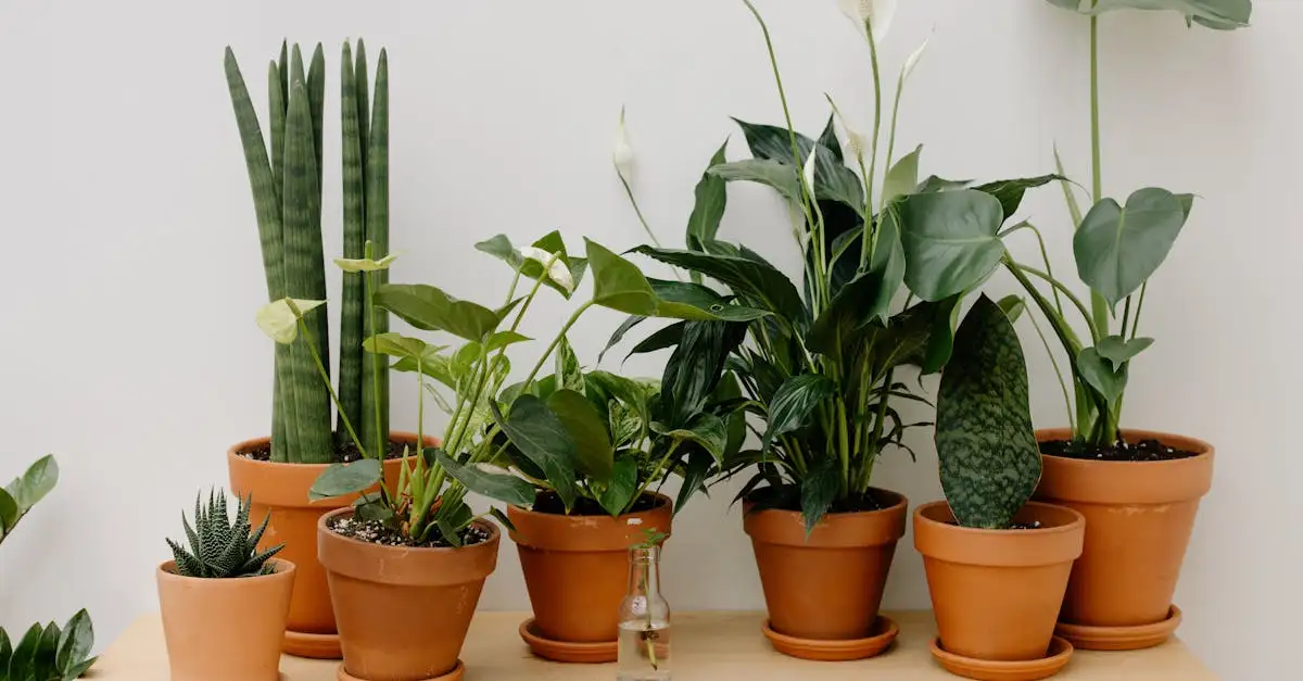 Spathiphyllum: Heeft de lepelplant dagelijks licht nodig?