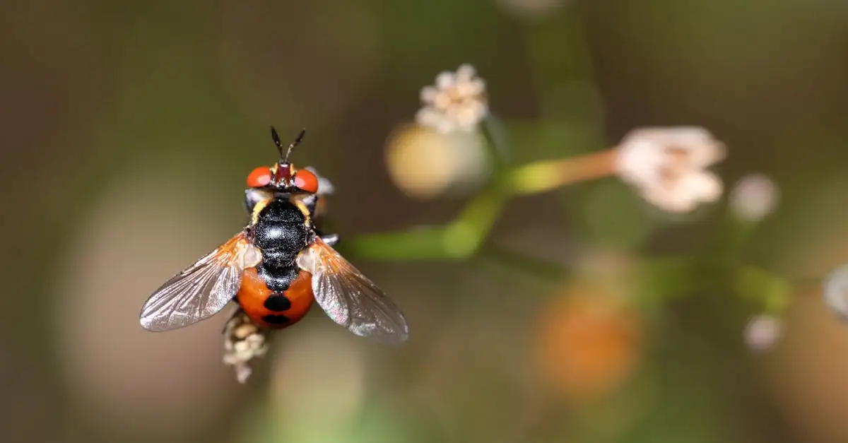 Spiraea: hoe aantrekkelijk voor bijen en vlinders?