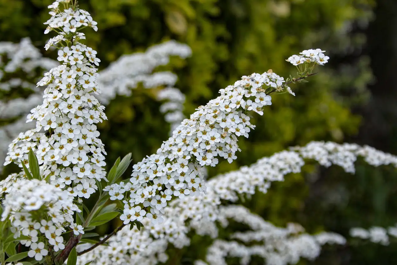 Spiraea-soorten: perfect voor informele hagen? Ontdek het!