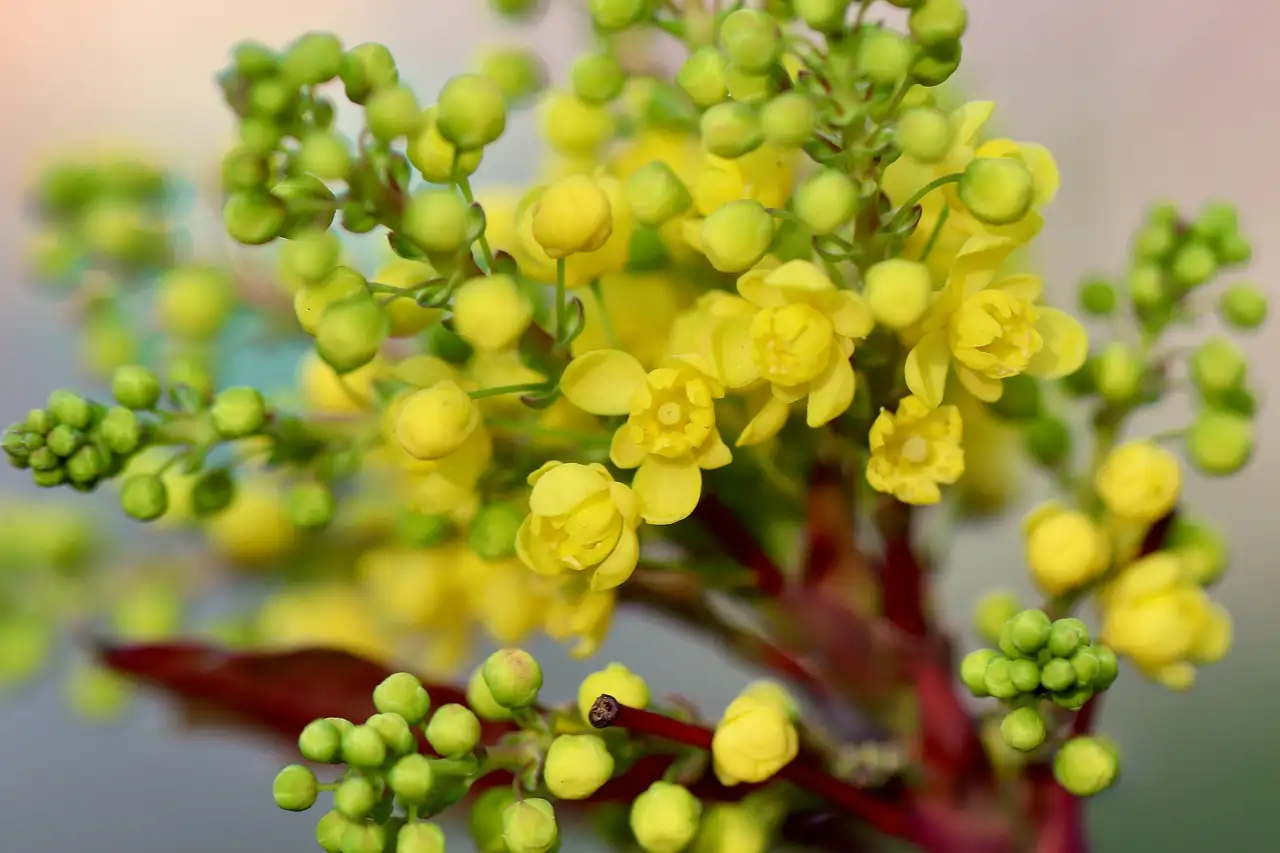 Symboliek van Berberis (zuurbes) in de volksgeneeskunde