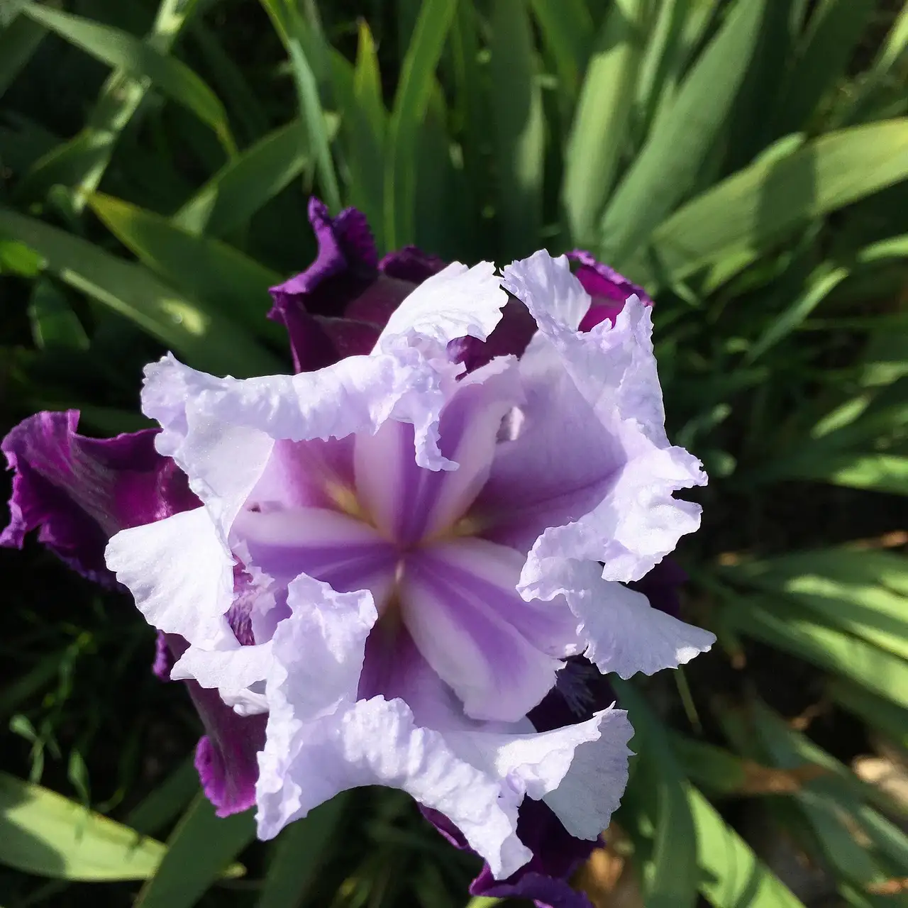 Symboliek van de Iris Iris Germanica in de Kunstgeschiedenis (2026)