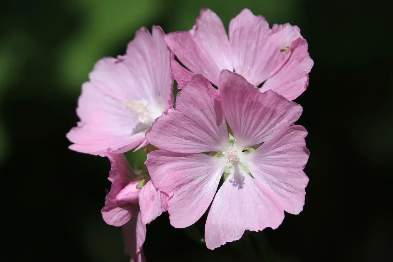 Tekenen van droogtestress bij de kaapse malva herkennen
