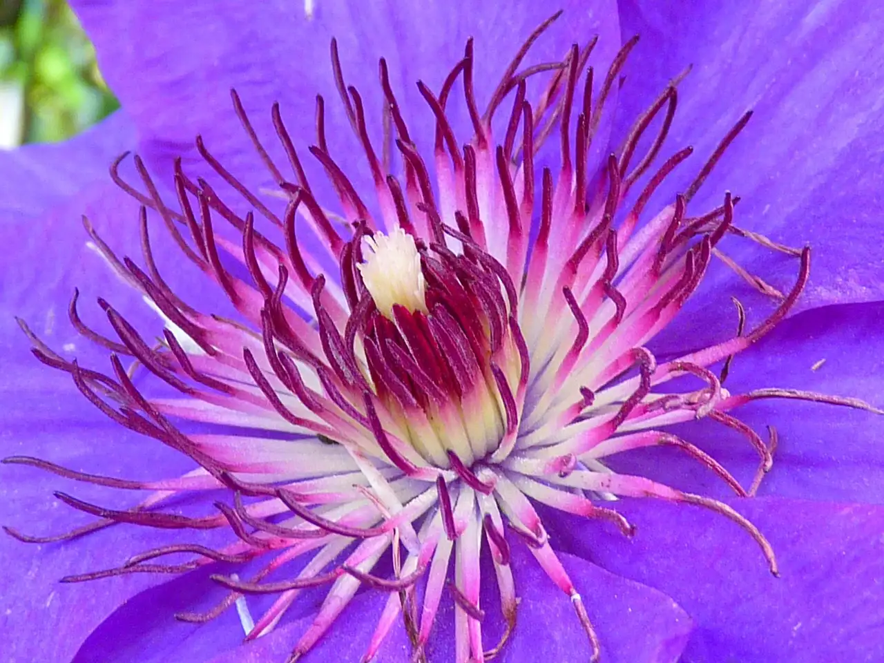 Tekenen van luis bij bosrank Clematis en hoe te voorkomen