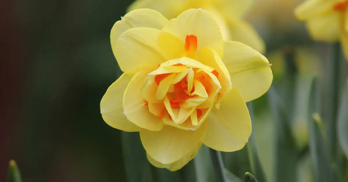 Tekenen van vorstschade bij narcis in het voorjaar herkennen