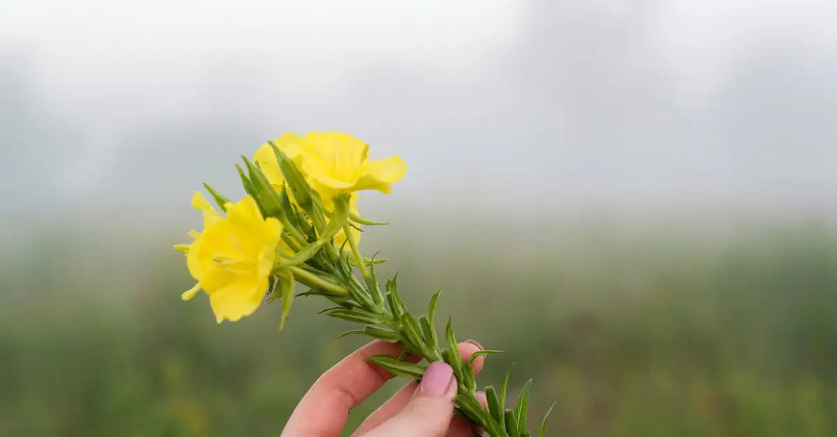 Teunisbloem: sierwaarde buiten bloei in de tuin ontdekken