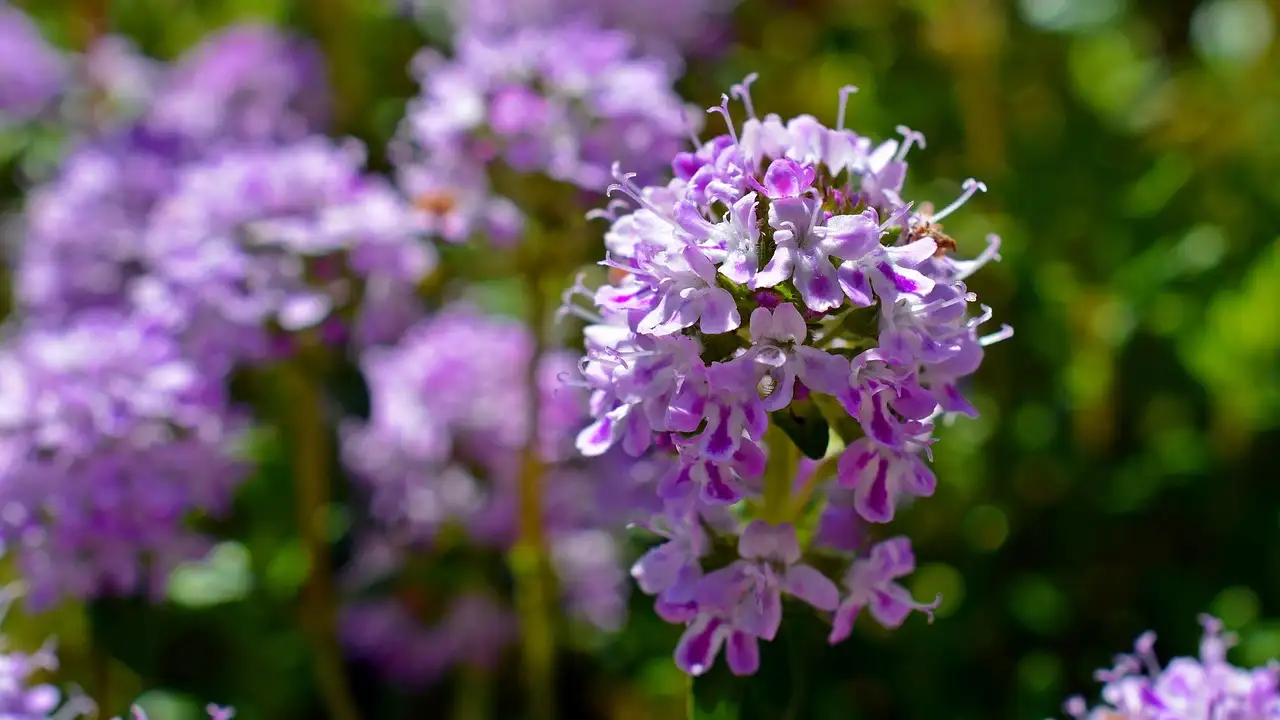 Thymus vulgaris als sierplant in pot: tips en tricks