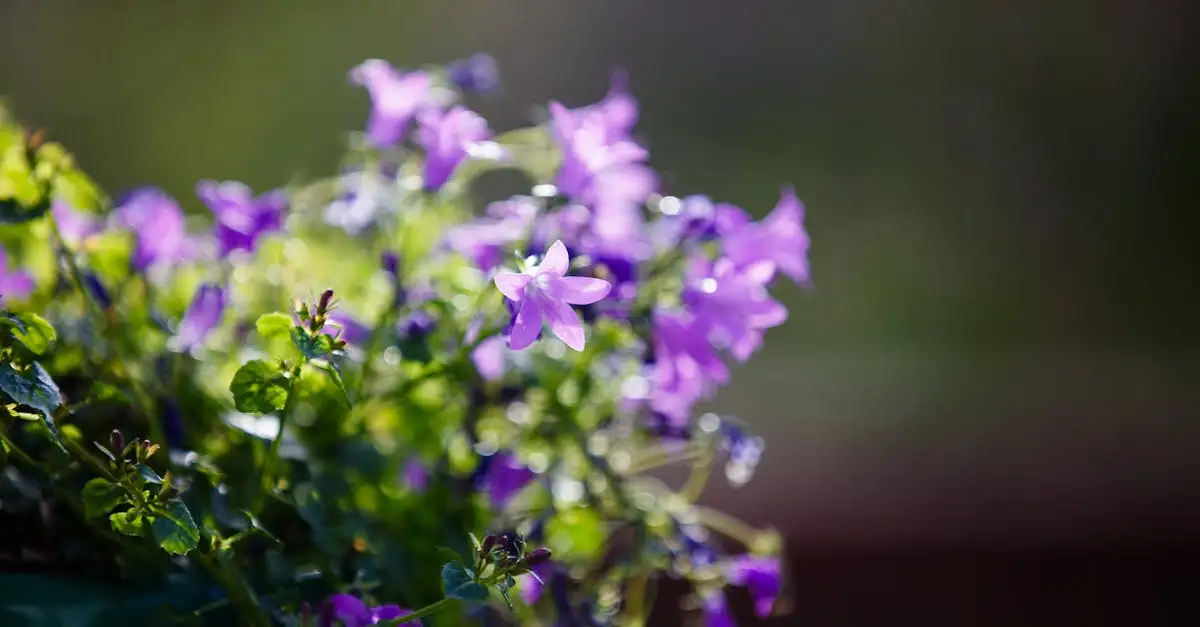 Tips voor voorjaarsbloeiers naast klokjesbloem (Campanula)