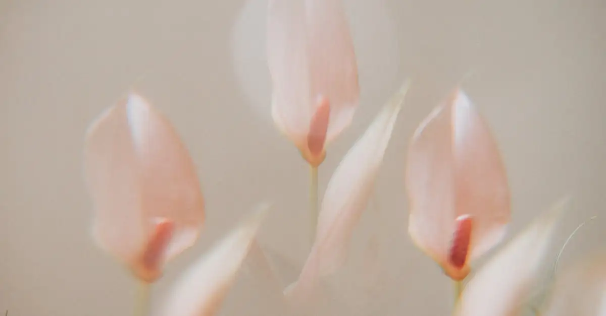 Uitgebloeide bloemen van anthurium afknippen: tips en voordelen