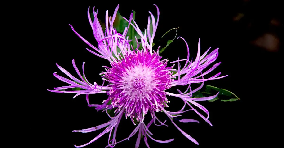 Vaste Centaurea (knoopkruid)-soorten voor de siertuin