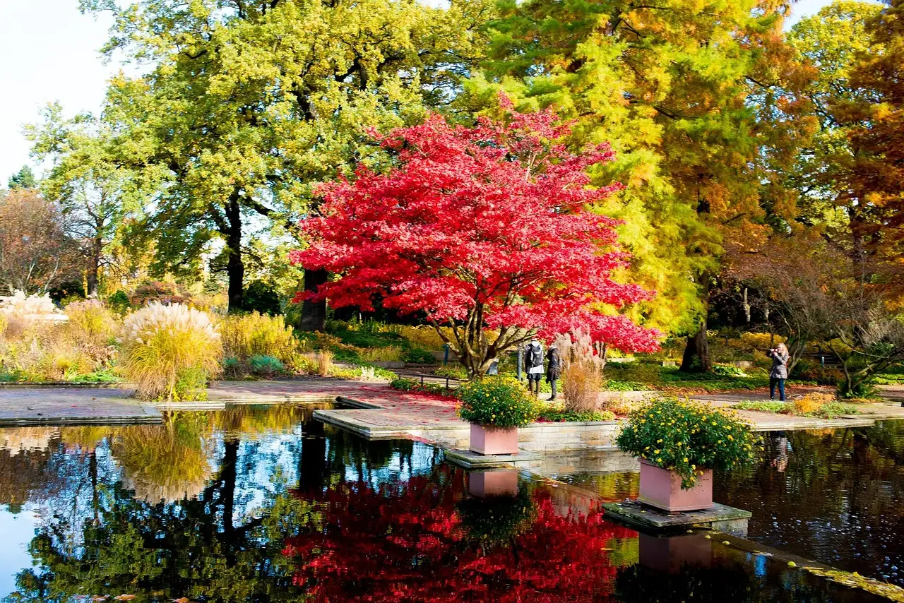 Vaste planten die het herfstbeeld bij Acer palmatum versterken