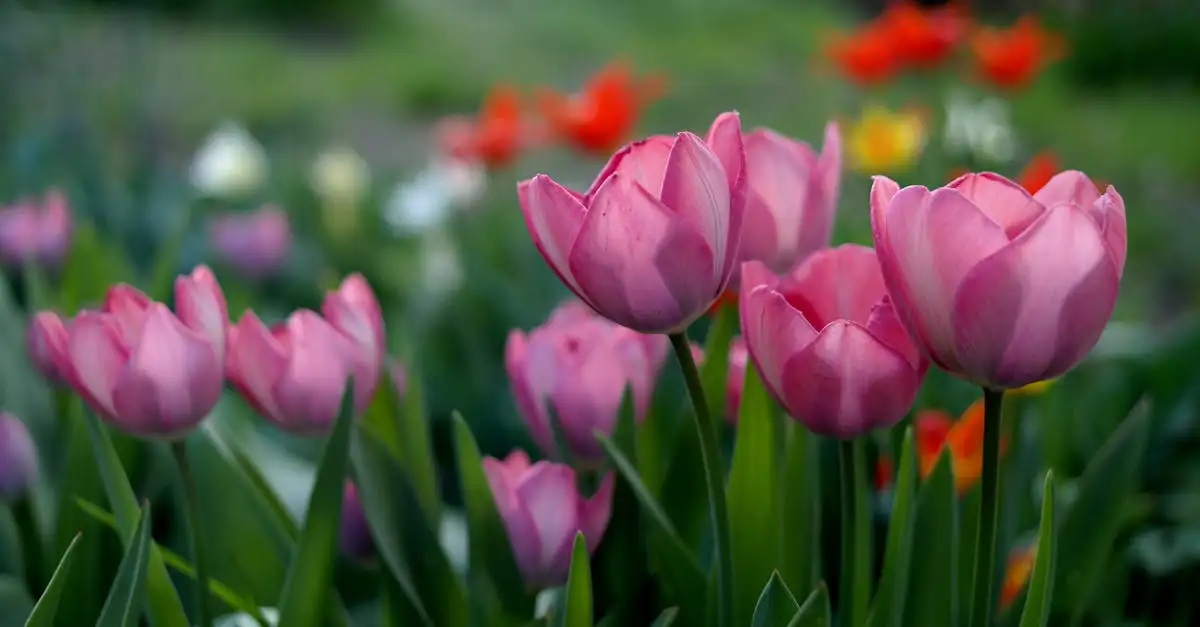 Vaste planten die mooi combineren met de klokjesbloem