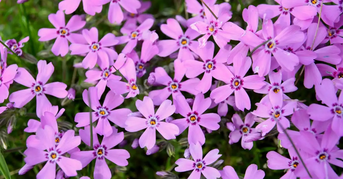 Vaste planten die passen bij sneeuwbalhortensia in de border