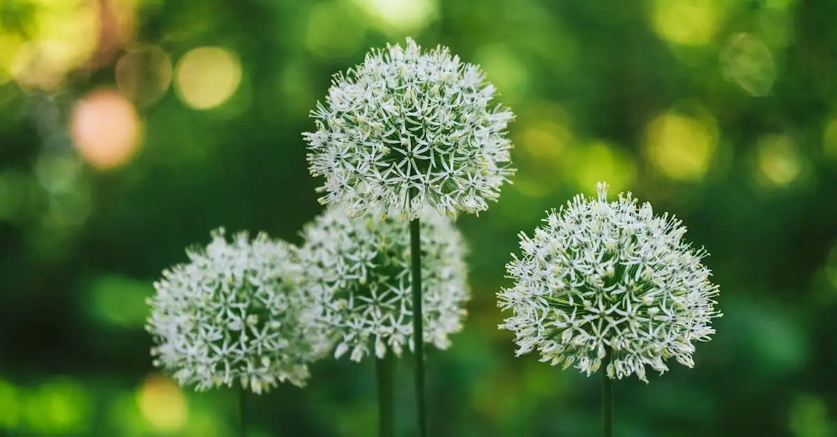 Vaste planten die passen bij venkel in je eetbare siertuin