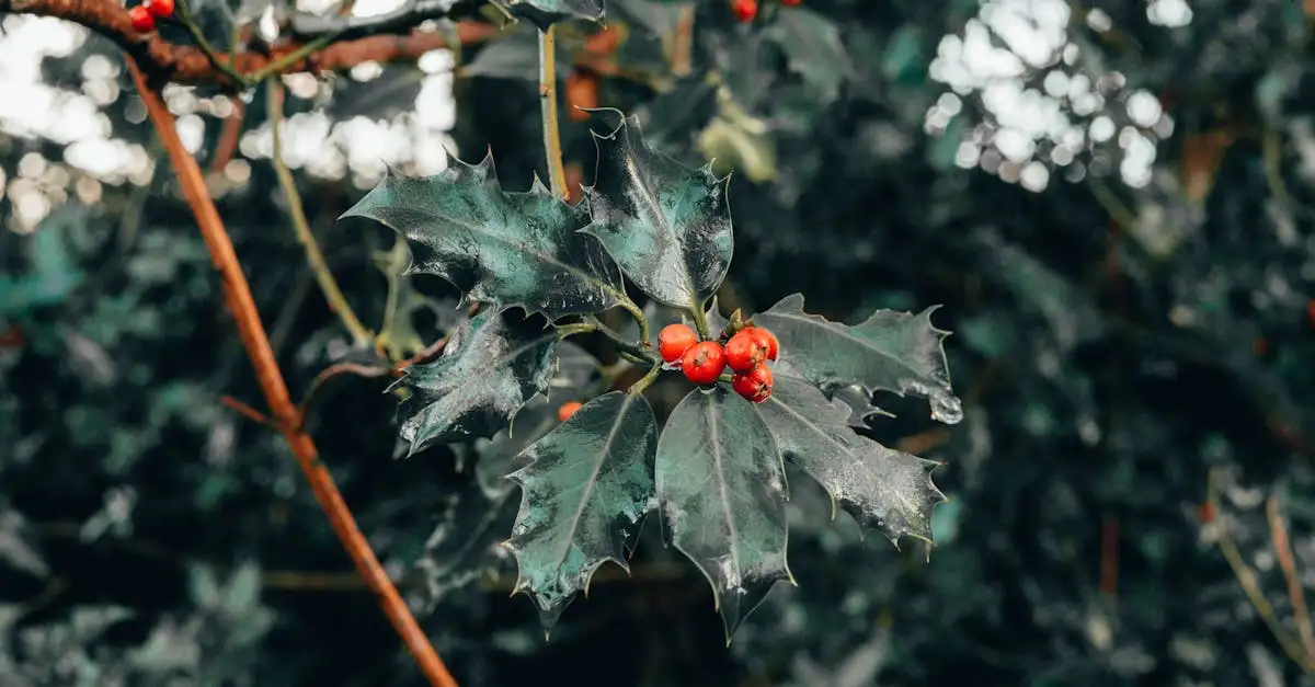 Vaste planten voor een wintergroene border met Ilex