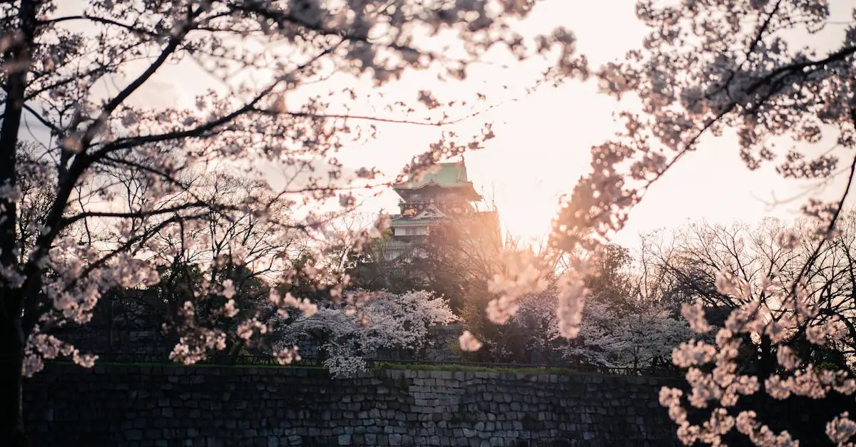 Verbeter de bloei van Japanse spierstruik met minder voeding