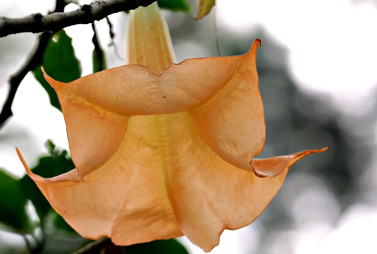 Verhalen en symboliek van de trompetbloem ontdekken