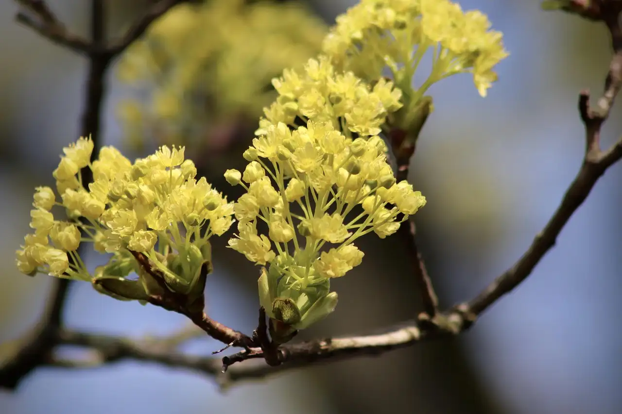 Verjong een Oude Acer Platanoides Tips en Tricks (2026)