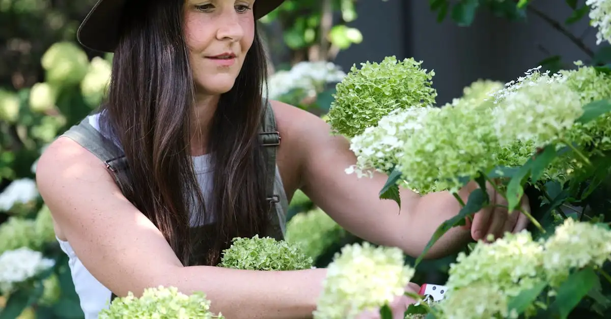 Verjong Je Oude Hortensia met Radicale Snoei Technieken (2026)