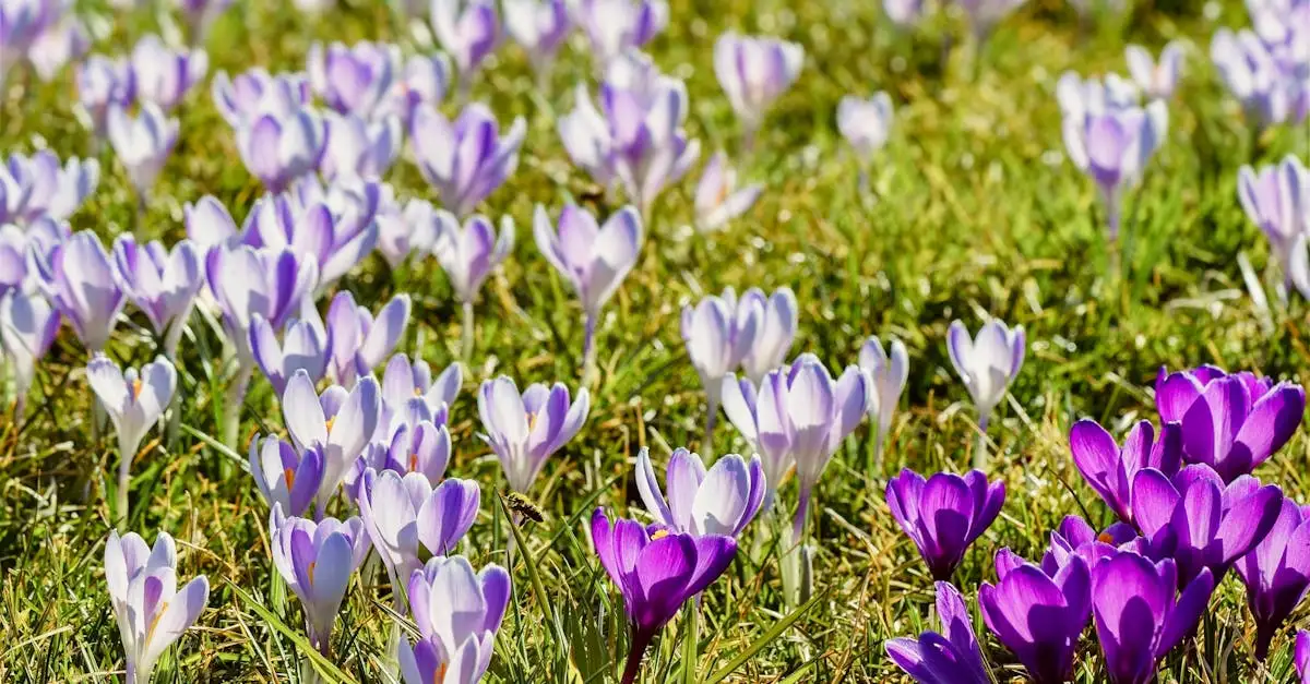 Verleng of spreid de bloei van de krokus (Crocus tommasinianus)