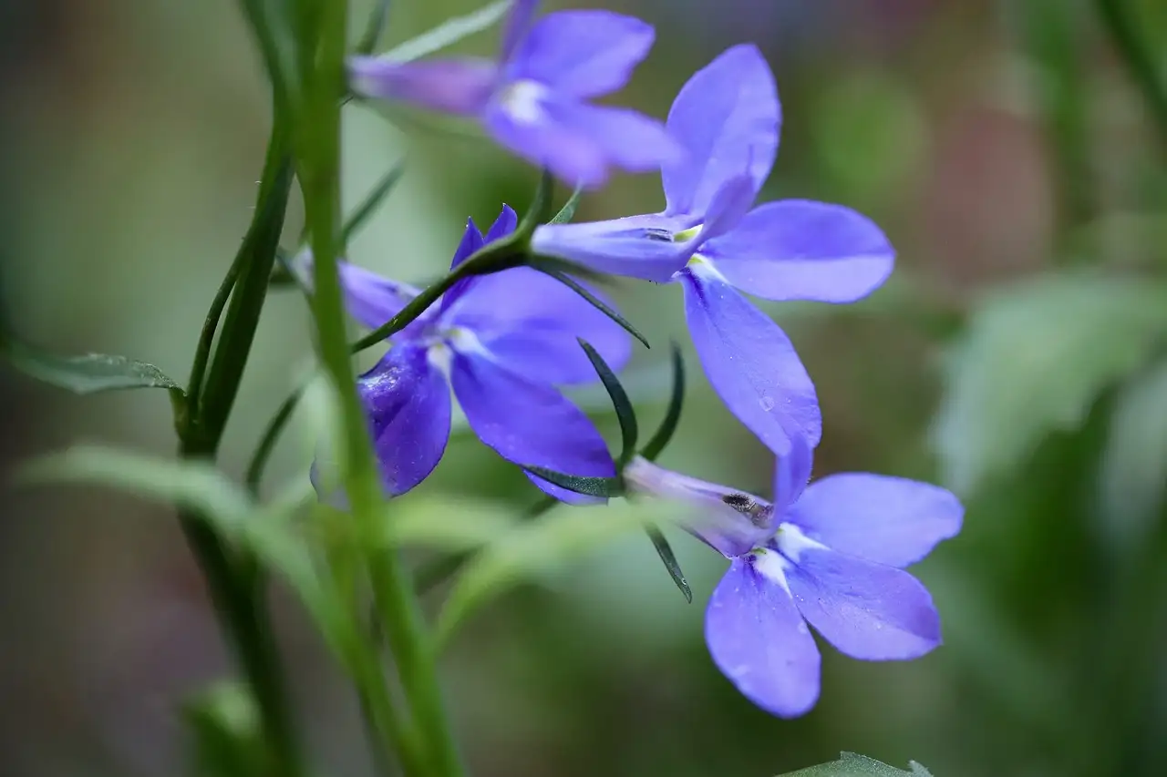 Verliest de Amerikaanse lobelia zijn blad volledig in de winter?