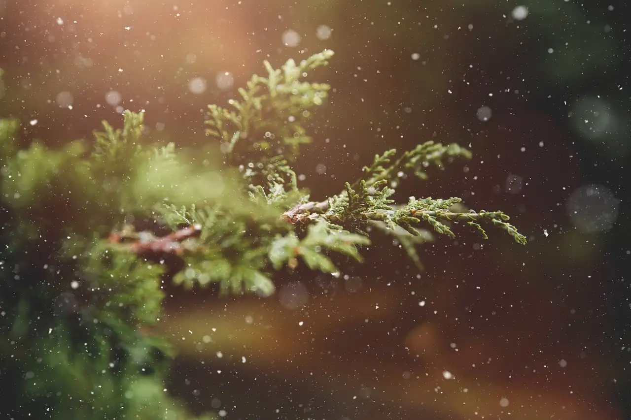 Verliest molinia in de winter zijn blad of blijft het groen?