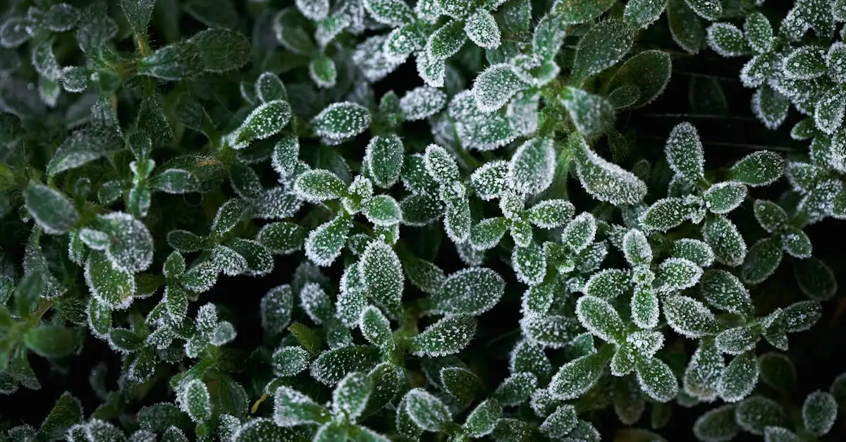 Verliest Thymus Tijm Zijn Blad in de Winter Ontdek het Hier (2026)