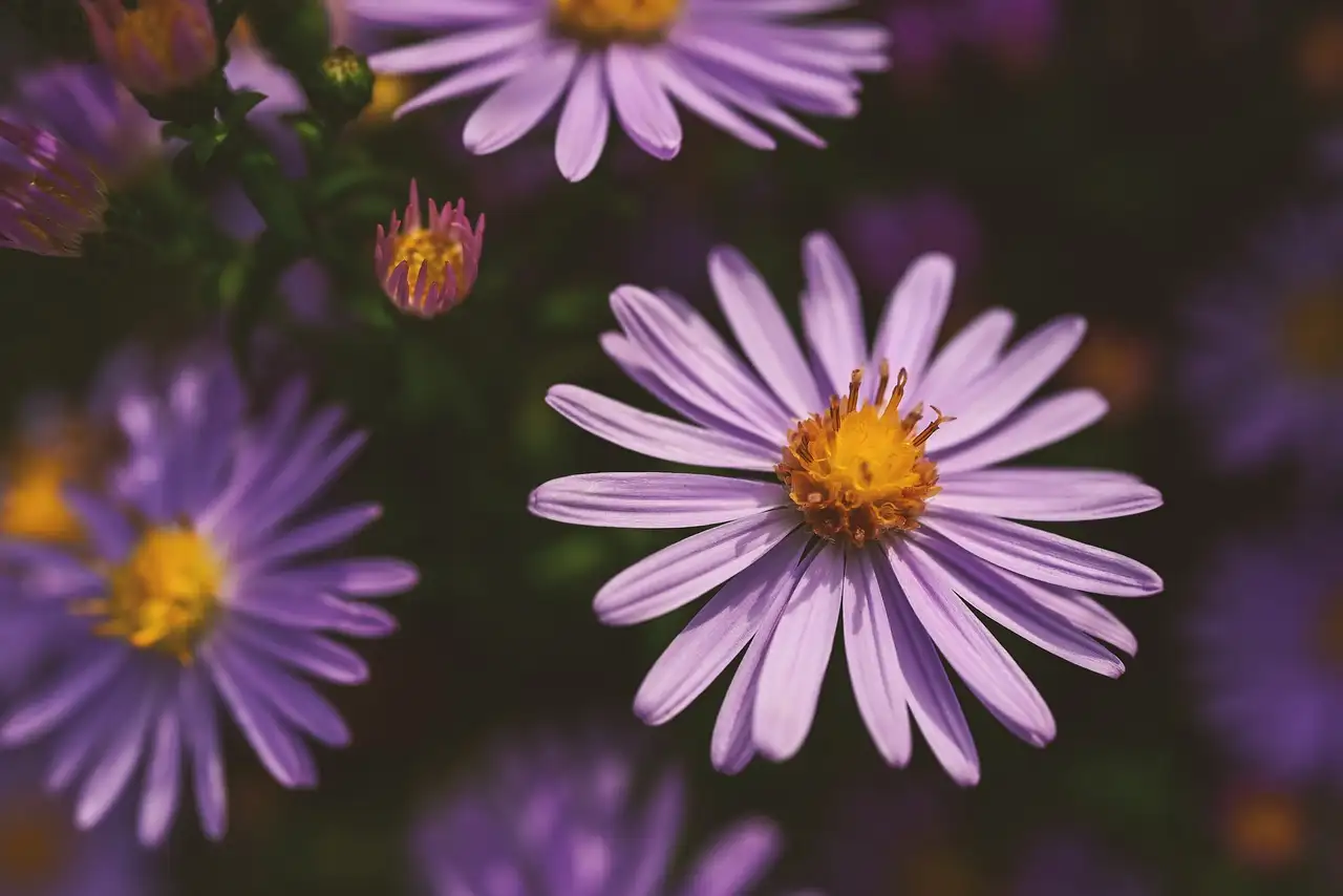 Verschil Tussen Aster Novi Belgii en Aster Novae Angliae (2026)
