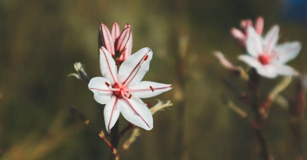 Verschil Tussen Echte Affodil en Asphodelus Microcarpus (2026)
