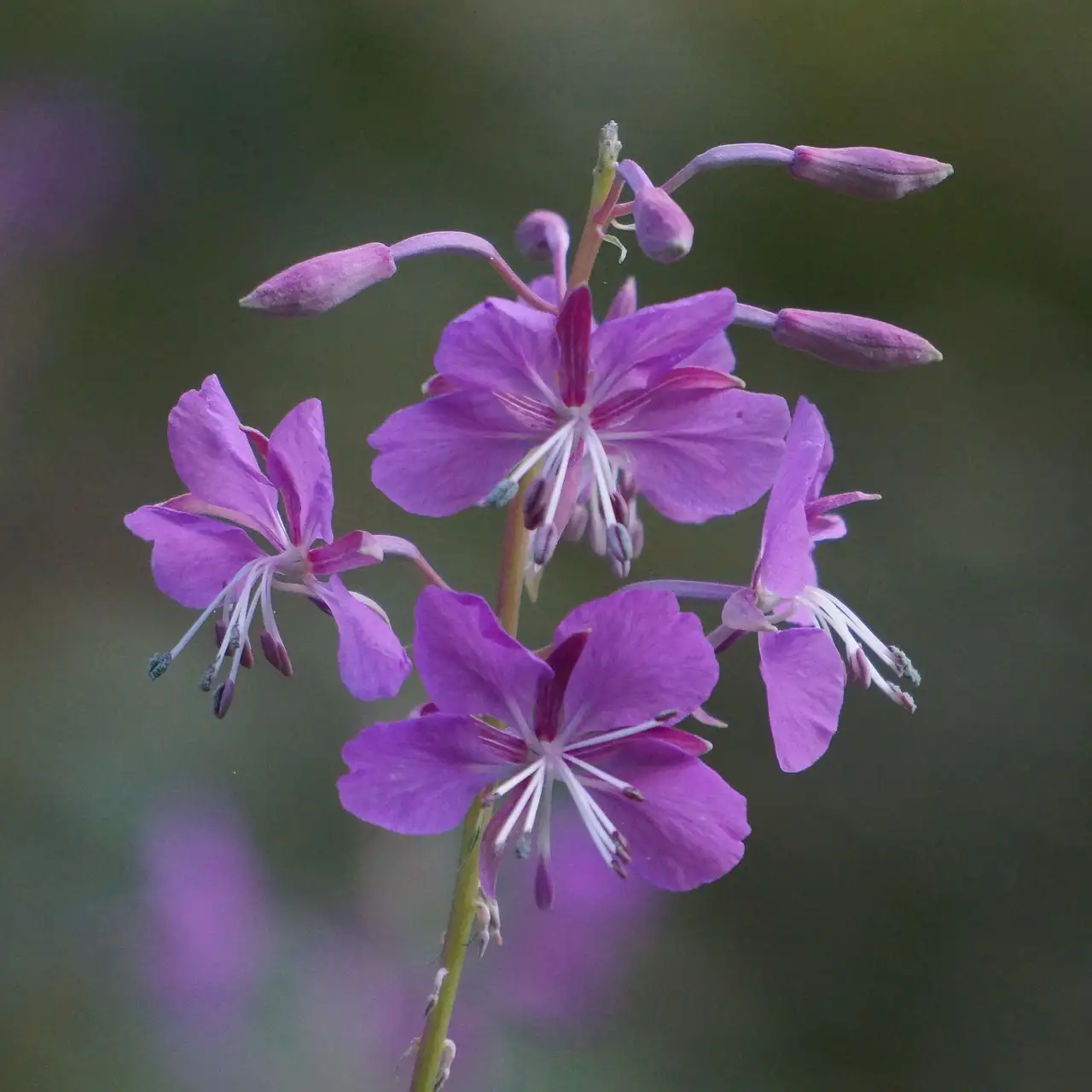 Verschil tussen epilobium angustifolium en chamerion angustifolium